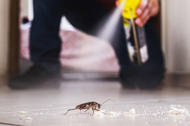 Best Pest Control Near Me  in Edgewater, MD